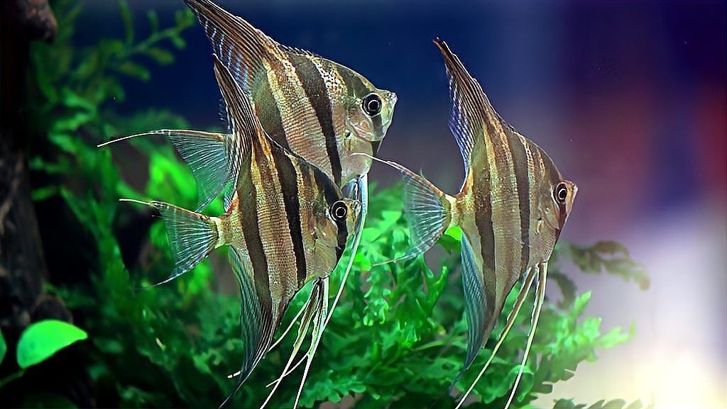神仙魚品種大全|神仙魚品種大全：絢麗多彩的水中仙子