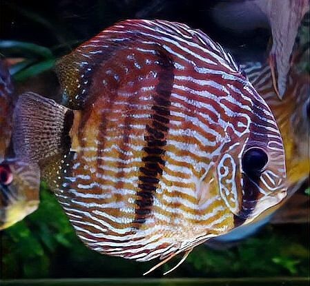 神仙魚品種大全|神仙魚品種大全：絢麗多彩的水中仙子