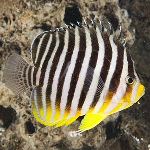 神仙魚品種大全|神仙魚品種大全：絢麗多彩的水中仙子