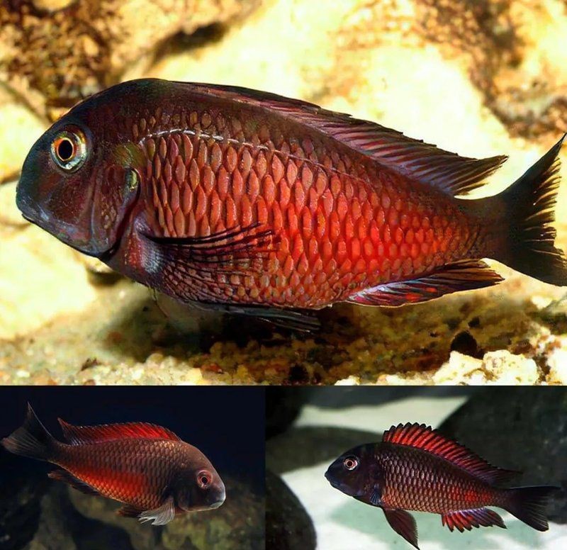 火狐貍慈鯛蝴蝶魚是秦巴紅嗎