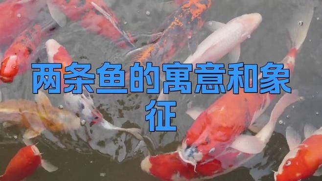 兩條魚的風水寓意|兩條魚在風水中的寓意