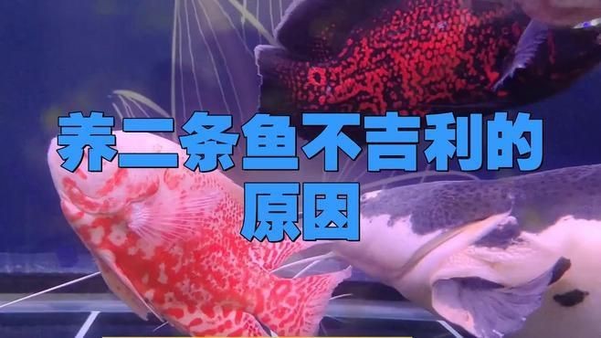 兩條魚的風水寓意|兩條魚在風水中的寓意