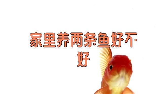 兩條魚的風水寓意|兩條魚在風水中的寓意
