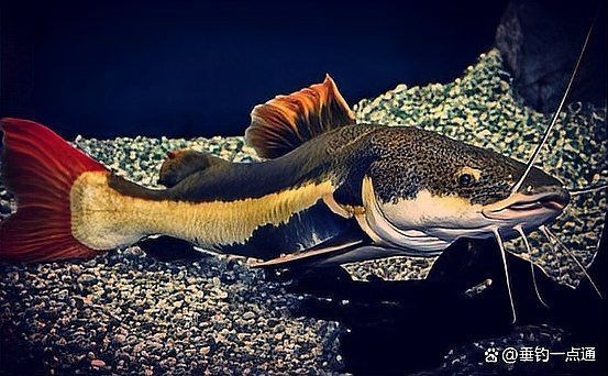紅尾魚壽命有多長|關于紅尾魚的壽命，不同品種存在顯著差異，需結合具體種類分析 紅尾魚壽命有多長|關于紅尾魚的壽命，不同品種存在顯著差異，需結合具體種類分析 龍魚論壇 第3張