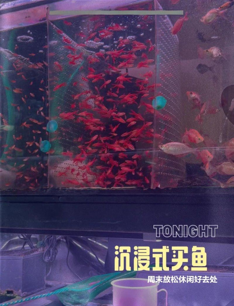 紅尾魚壽命有多長|關于紅尾魚的壽命，不同品種存在顯著差異，需結合具體種類分析 紅尾魚壽命有多長|關于紅尾魚的壽命，不同品種存在顯著差異，需結合具體種類分析 龍魚論壇 第5張
