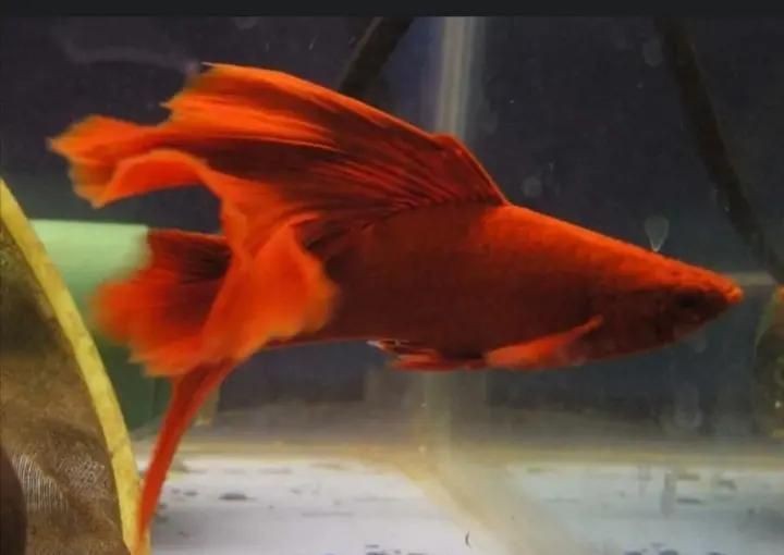 紅尾魚壽命有多長|關于紅尾魚的壽命，不同品種存在顯著差異，需結合具體種類分析 紅尾魚壽命有多長|關于紅尾魚的壽命，不同品種存在顯著差異，需結合具體種類分析 龍魚論壇 第7張