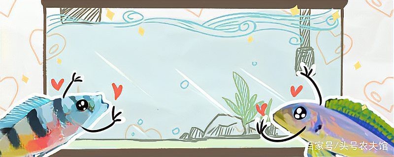 扔舊魚缸的正確方法|處理舊魚缸需綜合考慮風(fēng)水禁忌、環(huán)保要求及情感因素