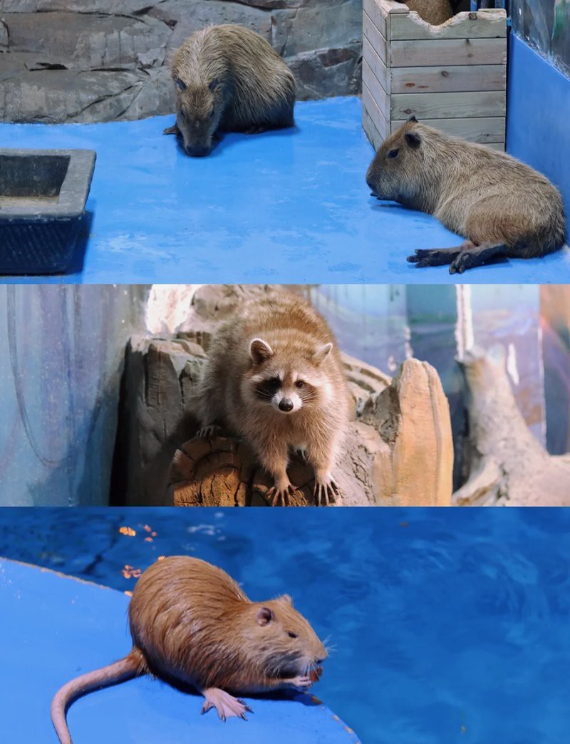 海寧水族店|海寧市擁有多家特色水族館及水族店涵蓋觀賞、零售、科普等多種業(yè)態(tài)