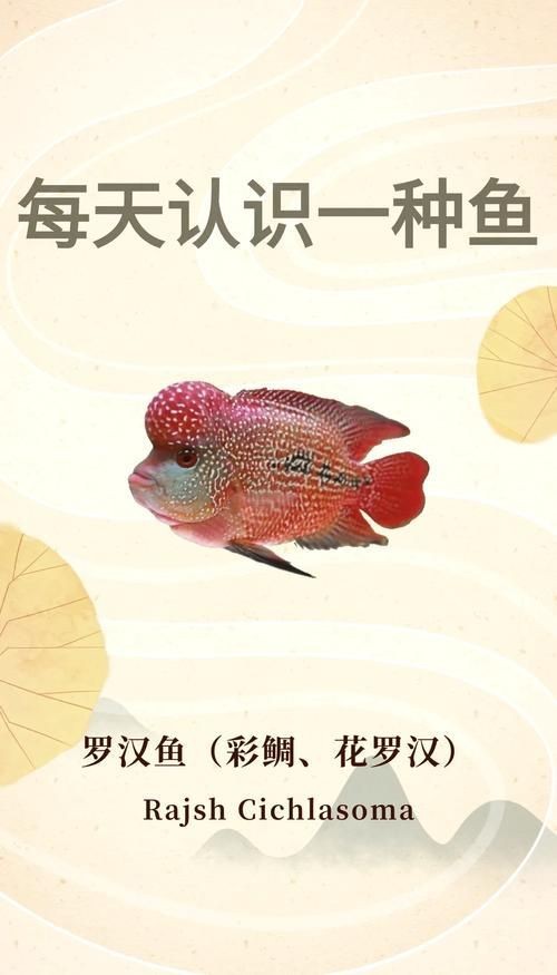 羅漢魚(yú)圖片及價(jià)格|羅漢魚(yú)價(jià)格史上最新最全羅漢魚(yú)價(jià)格齊家珍珠羅漢