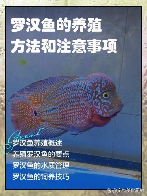 羅漢魚(yú)圖片及價(jià)格|羅漢魚(yú)價(jià)格史上最新最全羅漢魚(yú)價(jià)格齊家珍珠羅漢