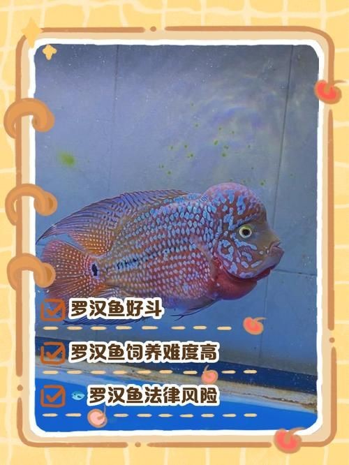 羅漢魚(yú)圖片及價(jià)格|羅漢魚(yú)價(jià)格史上最新最全羅漢魚(yú)價(jià)格齊家珍珠羅漢