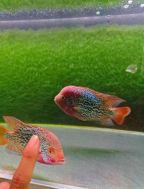 羅漢魚(yú)圖片及價(jià)格|羅漢魚(yú)價(jià)格史上最新最全羅漢魚(yú)價(jià)格齊家珍珠羅漢