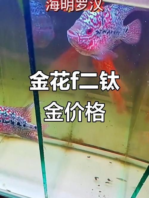 羅漢魚(yú)圖片及價(jià)格|羅漢魚(yú)價(jià)格史上最新最全羅漢魚(yú)價(jià)格齊家珍珠羅漢