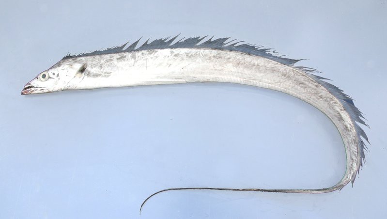 帶魚叫刀魚是哪里的叫法啊