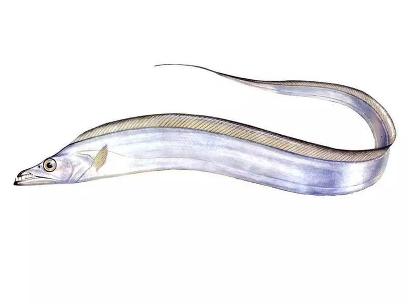帶魚叫刀魚是哪里的叫法啊