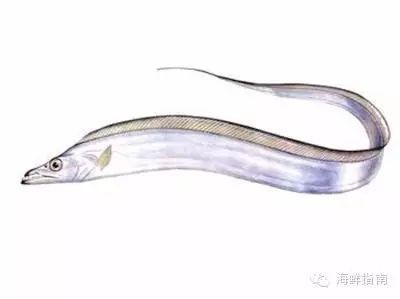帶魚叫刀魚是哪里的叫法啊