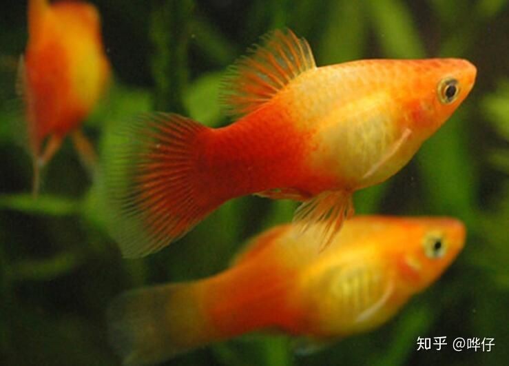 龍魚細菌感染最怕三種東西【關于龍魚細菌感染最怕的三種物質或方法，有三件事你必須做】