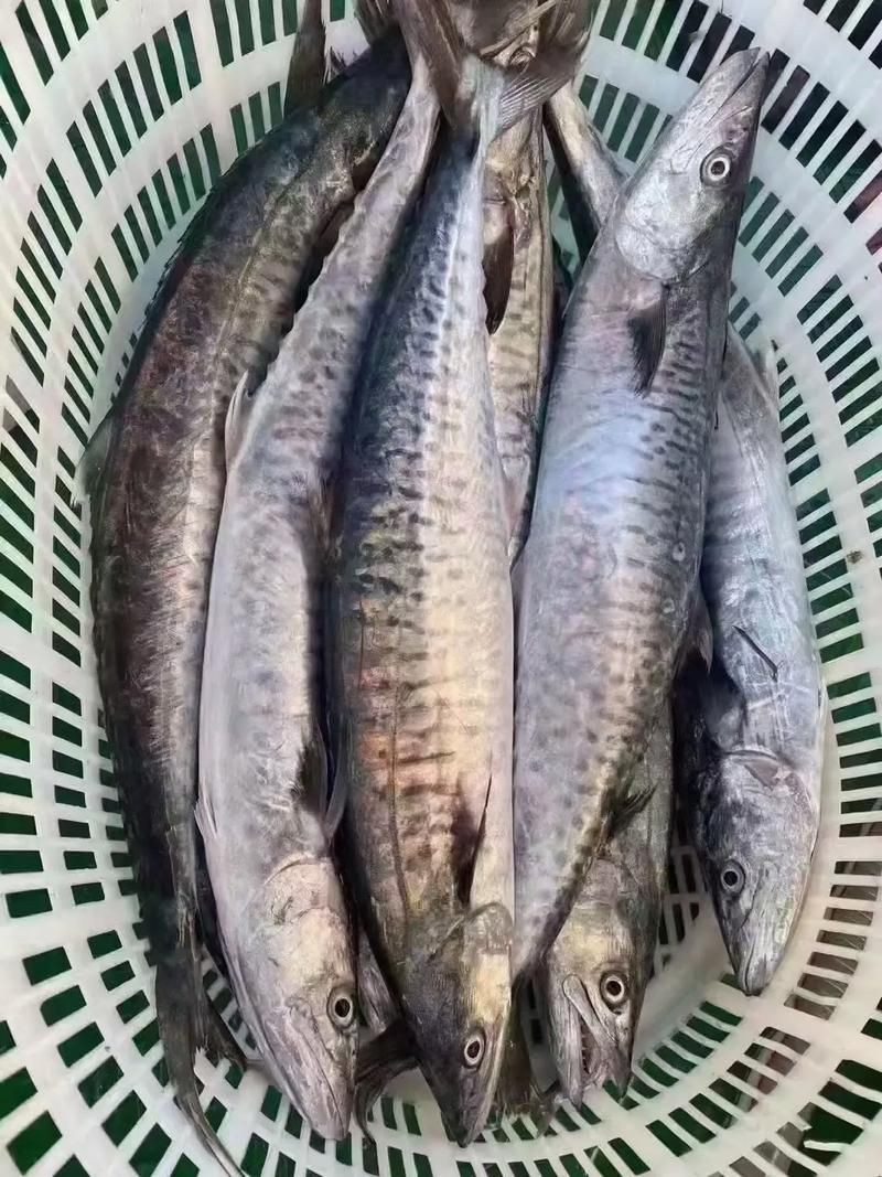 馬古龍魚的圖片【農村小伙來村子河邊看魚獲野生大鯽魚嗶哩嗶哩嗶哩】