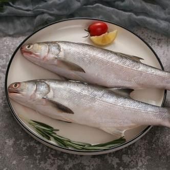 馬古龍魚的圖片【農村小伙來村子河邊看魚獲野生大鯽魚嗶哩嗶哩嗶哩】