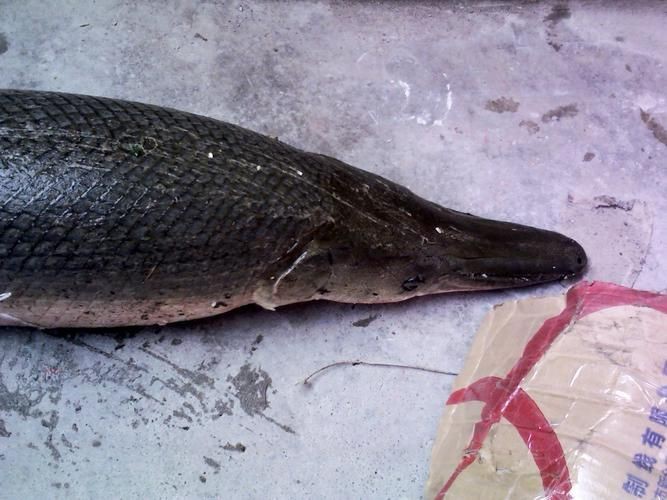 馬古龍魚的圖片【農村小伙來村子河邊看魚獲野生大鯽魚嗶哩嗶哩嗶哩】