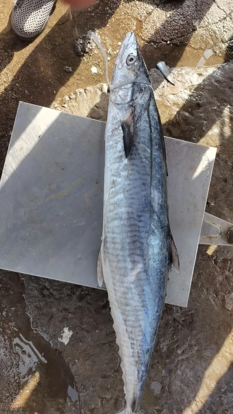 馬古龍魚的圖片【農村小伙來村子河邊看魚獲野生大鯽魚嗶哩嗶哩嗶哩】