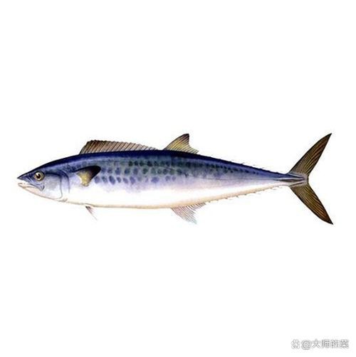 馬古龍魚的圖片【農村小伙來村子河邊看魚獲野生大鯽魚嗶哩嗶哩嗶哩】