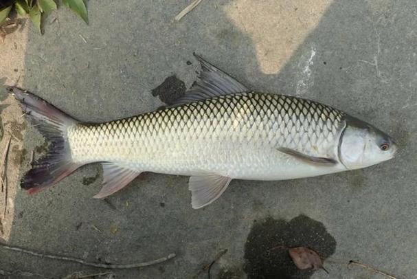 馬古龍魚的圖片【農村小伙來村子河邊看魚獲野生大鯽魚嗶哩嗶哩嗶哩】