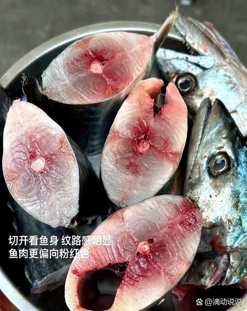 馬古龍魚的圖片【農村小伙來村子河邊看魚獲野生大鯽魚嗶哩嗶哩嗶哩】
