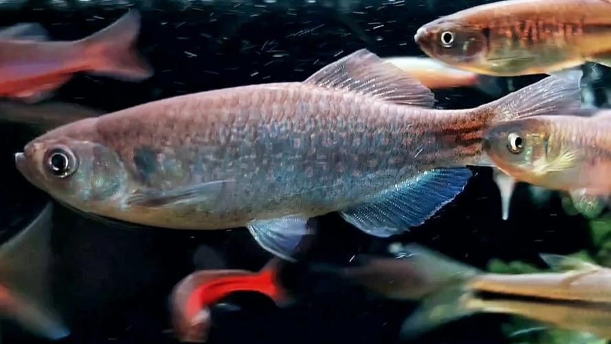 馬古龍魚的圖片【農村小伙來村子河邊看魚獲野生大鯽魚嗶哩嗶哩嗶哩】