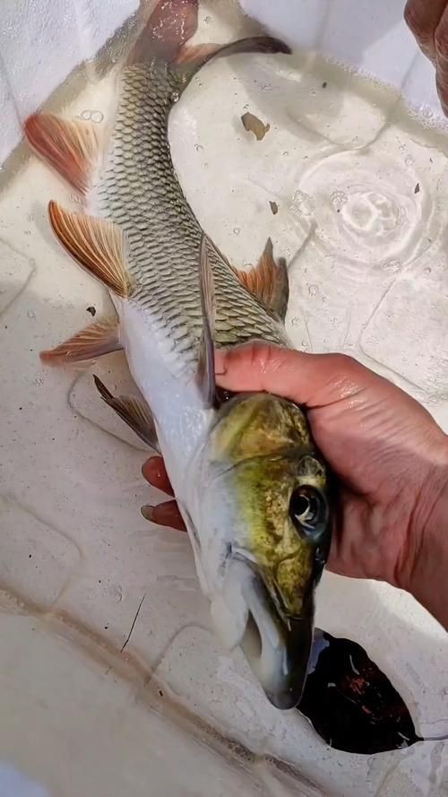 馬古龍魚的圖片【農村小伙來村子河邊看魚獲野生大鯽魚嗶哩嗶哩嗶哩】