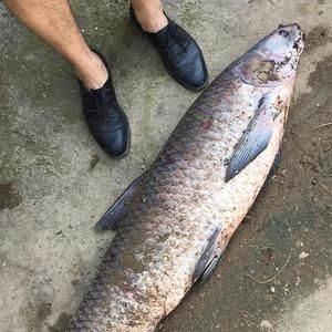 馬古龍魚的圖片【農村小伙來村子河邊看魚獲野生大鯽魚嗶哩嗶哩嗶哩】