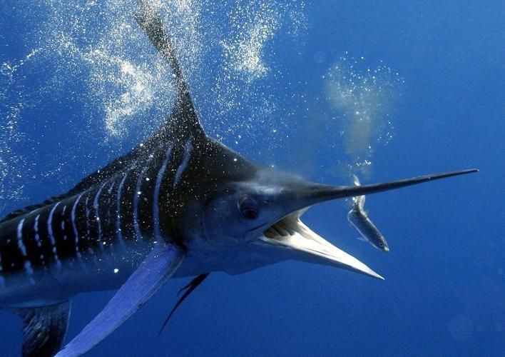 馬古龍魚的圖片【農村小伙來村子河邊看魚獲野生大鯽魚嗶哩嗶哩嗶哩】