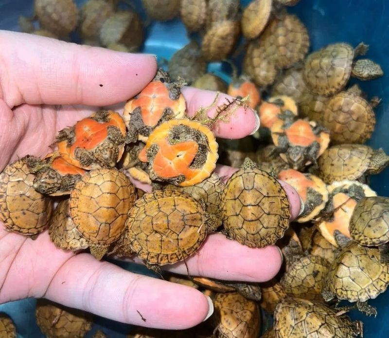 虎紋好還是巨頭好【虎紋和巨頭哪個更耐寒】