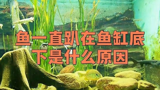 哪些魚趴缸癥狀不適合加鹽治療?【魚缸加鹽的注意事項,這些情況不能隨便加】 龍魚百科 第2張 哪些魚趴缸癥狀不適合加鹽治療?【魚缸加鹽的注意事項,這些情況不能隨便加】 哪些魚趴缸癥狀不適合加鹽治療?【魚缸加鹽的注意事項,這些情況不能隨便加】 龍魚百科 第2張