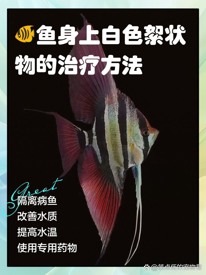 龍魚身上白色絮狀物多久能好？【智能模式回答完成調(diào)用工具：龍魚身上有白色絮狀物怎么辦】