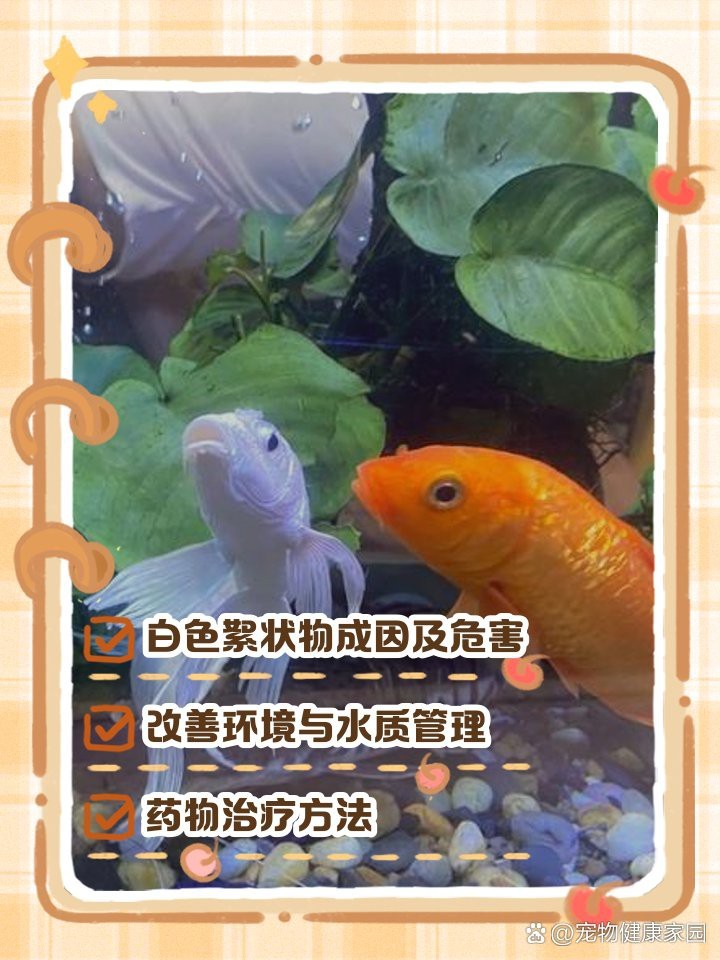 龍魚身上白色絮狀物多久能好？【智能模式回答完成調(diào)用工具：龍魚身上有白色絮狀物怎么辦】