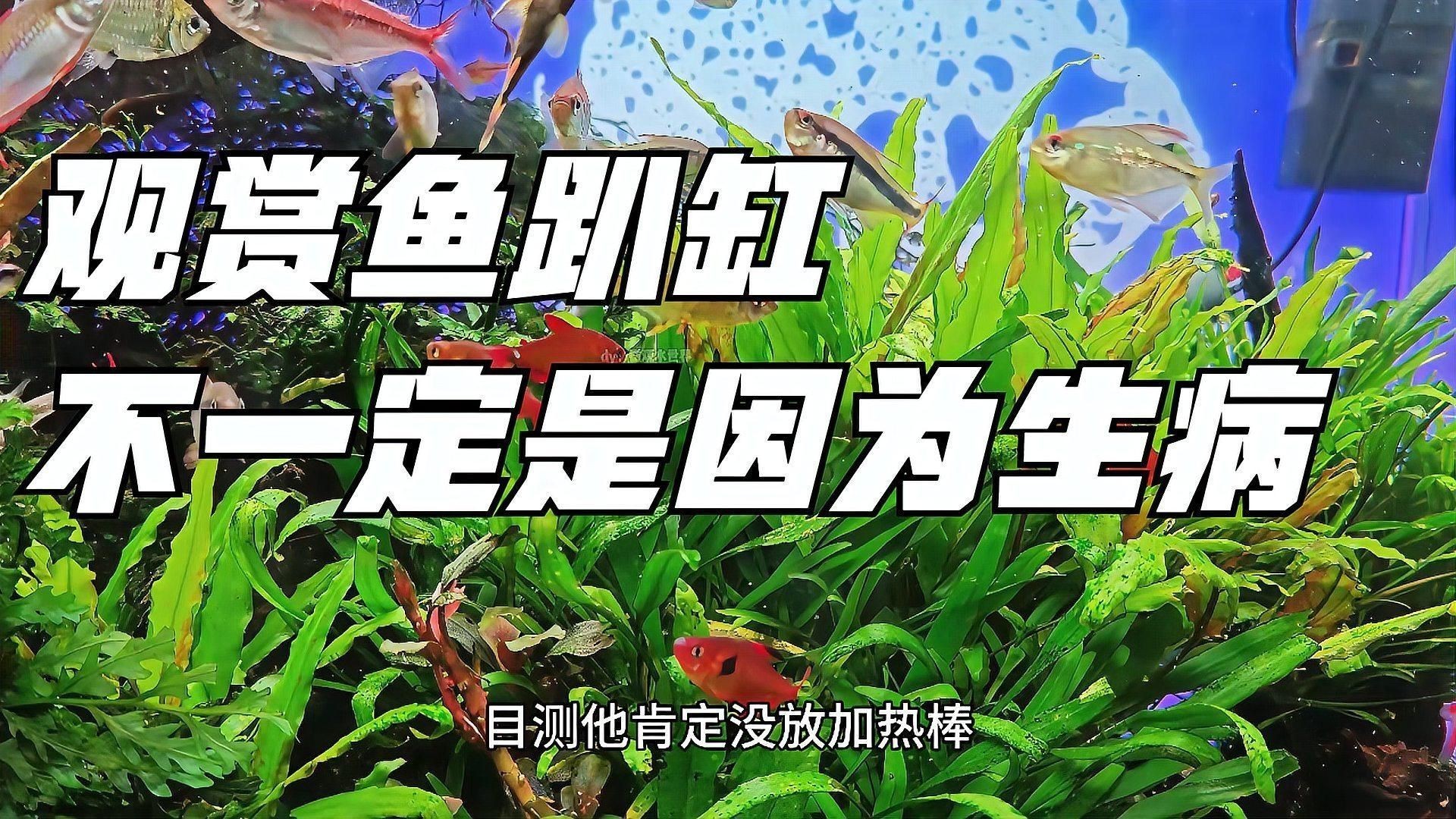 如何判斷魚趴缸是否嚴重？【判斷魚趴缸是否嚴重需要結合行為表現、體表特征和因素綜合分析】