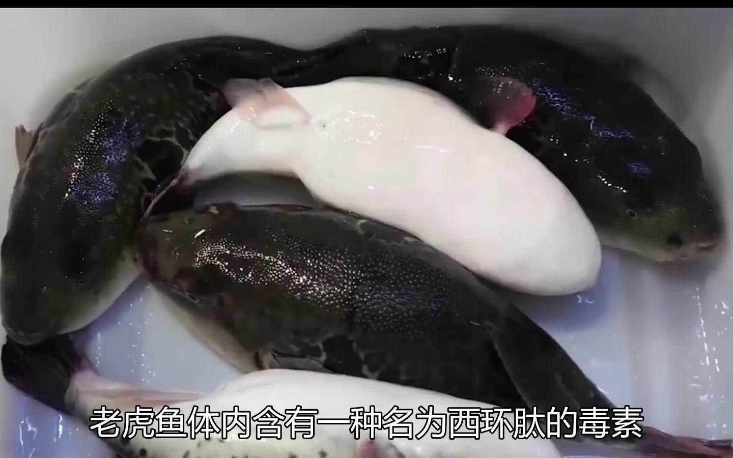 老虎魚毒性有多強【老虎魚毒性極強，其毒刺和體內毒素可引發嚴重中毒反應】
