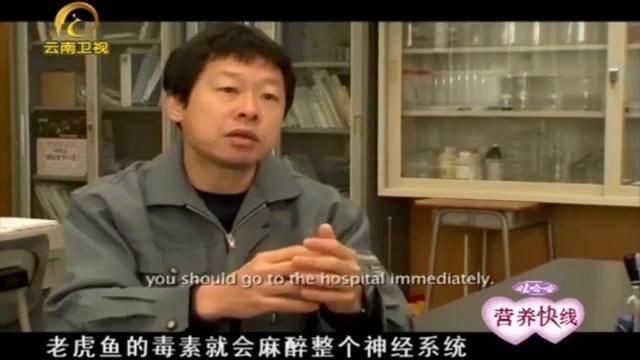 老虎魚毒性有多強【老虎魚毒性極強，其毒刺和體內毒素可引發嚴重中毒反應】