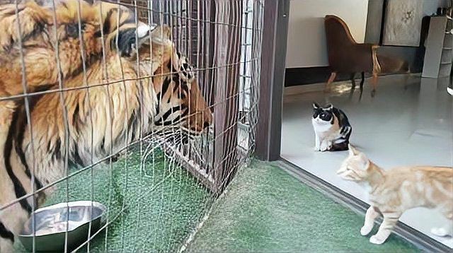 老虎看見貓會吃掉貓嗎【動物園實測:老虎與貓的神秘關(guān)系,老虎看見貓會吃掉貓嗎】