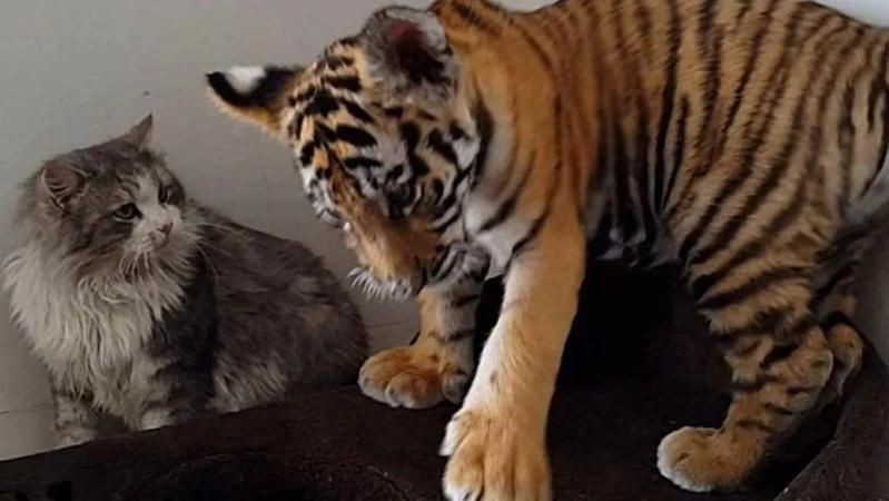 老虎看見貓會吃掉貓嗎【動物園實測:老虎與貓的神秘關(guān)系,老虎看見貓會吃掉貓嗎】