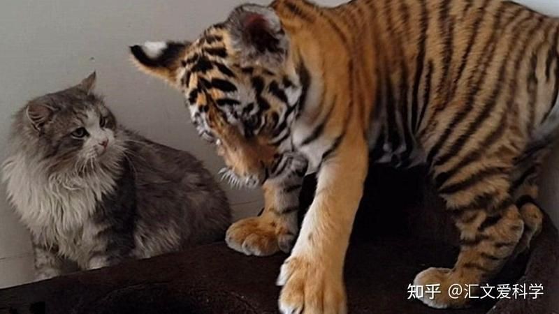 老虎看見貓會吃掉貓嗎【動物園實測:老虎與貓的神秘關(guān)系,老虎看見貓會吃掉貓嗎】