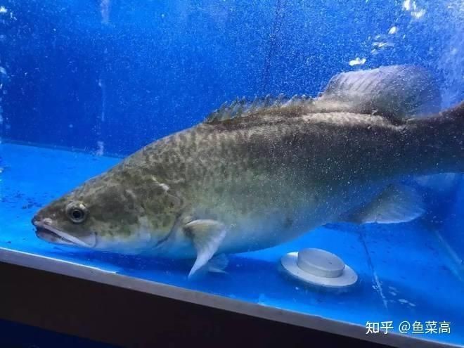 瑪西亞魚是什么魚【魔獸世界瑪西亞魚】