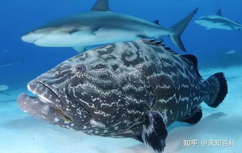 瑪西亞魚是什么魚【魔獸世界瑪西亞魚】