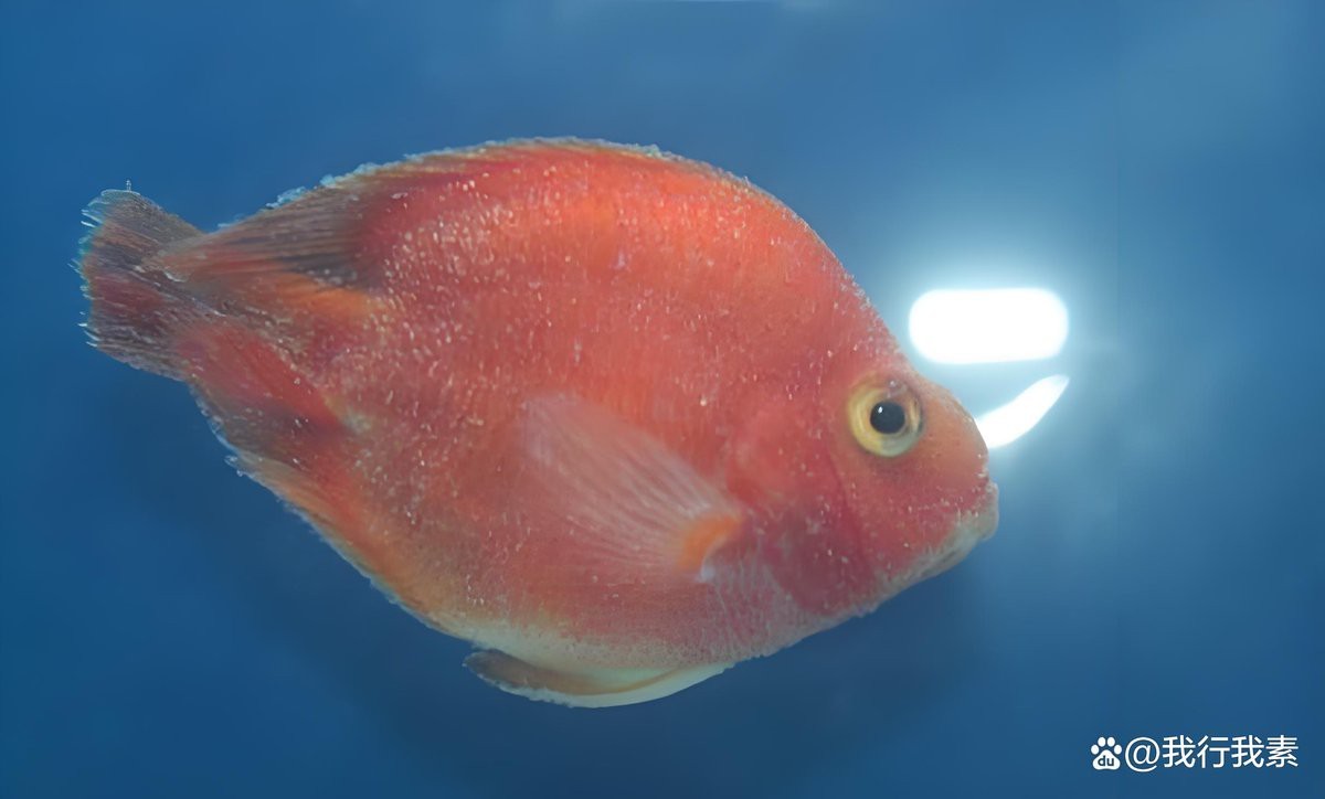 鸚鵡魚白點病初期圖片【鸚鵡魚得了白點病怎么辦】