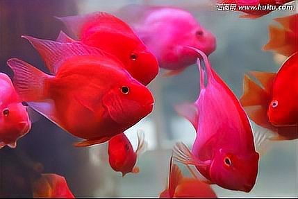 鸚鵡魚白點病初期圖片【鸚鵡魚得了白點病怎么辦】