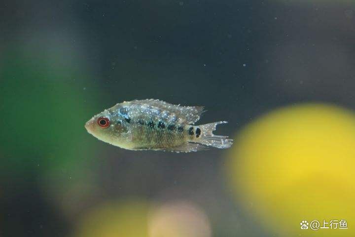 鸚鵡魚白點病初期圖片【鸚鵡魚得了白點病怎么辦】