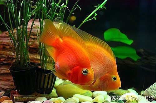 鸚鵡魚白點病初期圖片【鸚鵡魚得了白點病怎么辦】