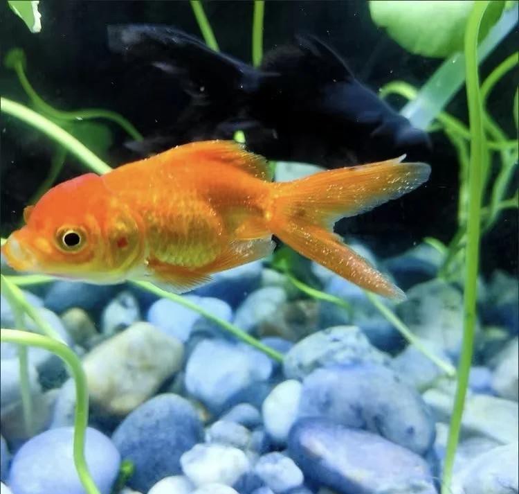 鸚鵡魚白點病初期圖片【鸚鵡魚得了白點病怎么辦】