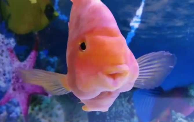 鸚鵡魚白點病初期圖片【鸚鵡魚得了白點病怎么辦】
